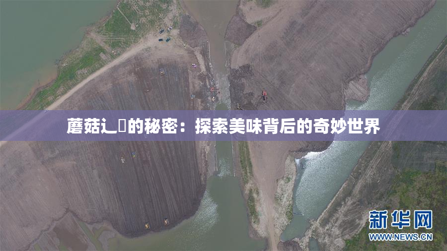 蘑菇辶喿的秘密：探索美味背后的奇妙世界