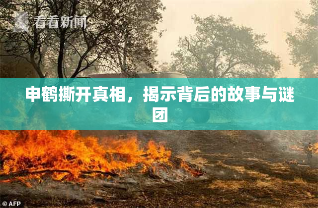 申鹤撕开真相，揭示背后的故事与谜团