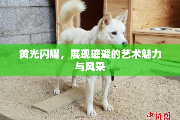 黄光闪耀，展现璀璨的艺术魅力与风采