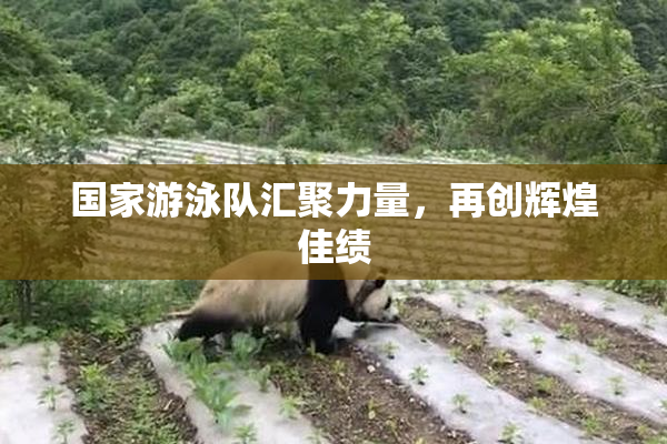 国家游泳队汇聚力量，再创辉煌佳绩