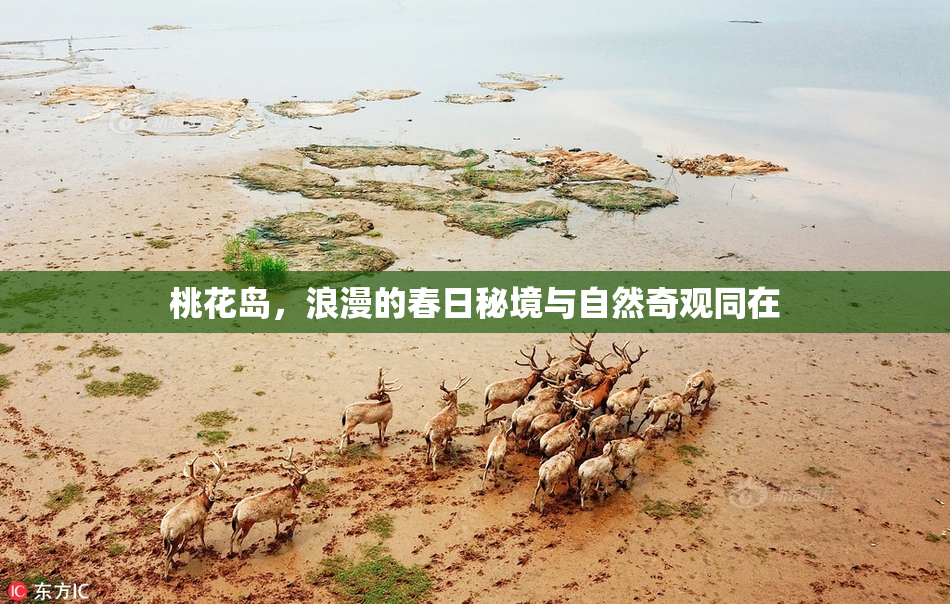 桃花岛，浪漫的春日秘境与自然奇观同在
