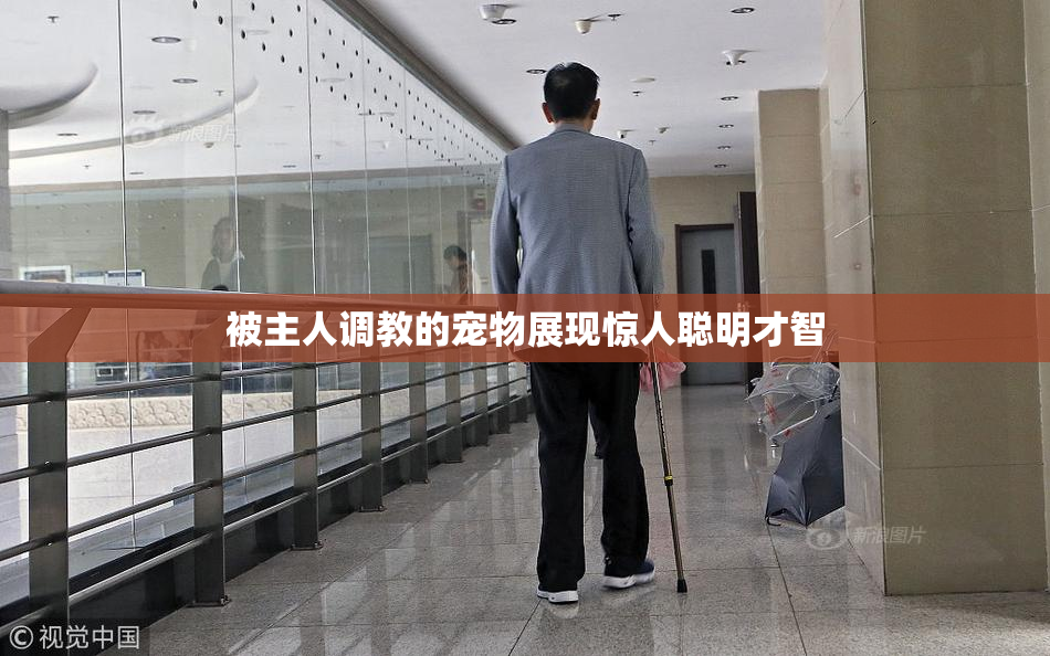 被主人调教的宠物展现惊人聪明才智