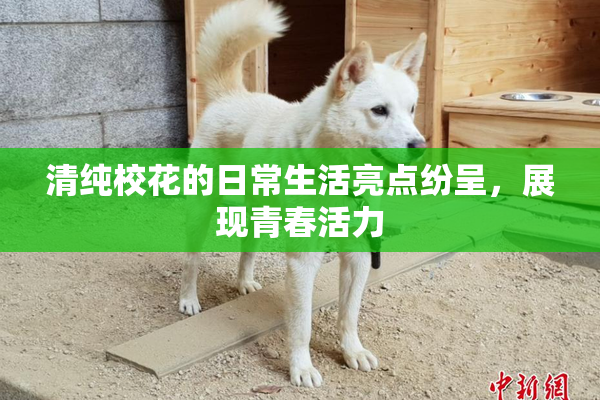 清纯校花的日常生活亮点纷呈，展现青春活力