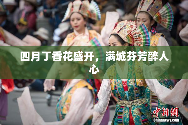 四月丁香花盛开，满城芬芳醉人心