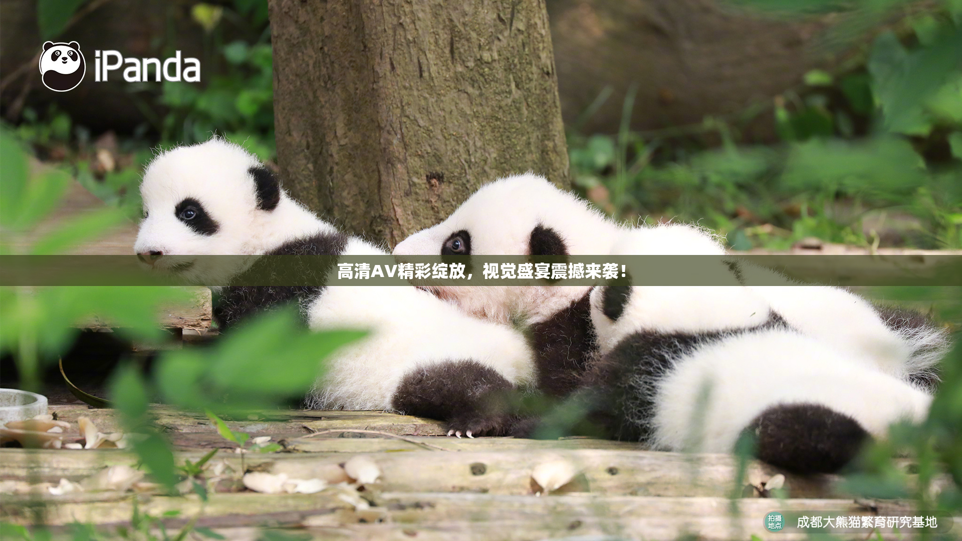 高清AV精彩绽放，视觉盛宴震撼来袭！
