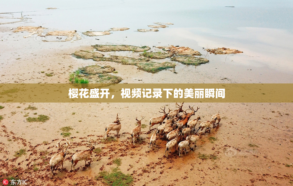 樱花盛开，视频记录下的美丽瞬间