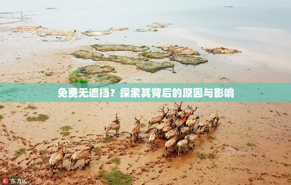 免费无遮挡？探索其背后的原因与影响