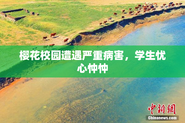 樱花校园遭遇严重病害，学生忧心忡忡
