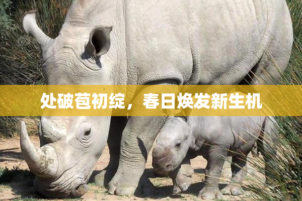 处破苞初绽，春日焕发新生机