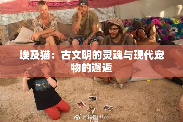 埃及猫：古文明的灵魂与现代宠物的邂逅