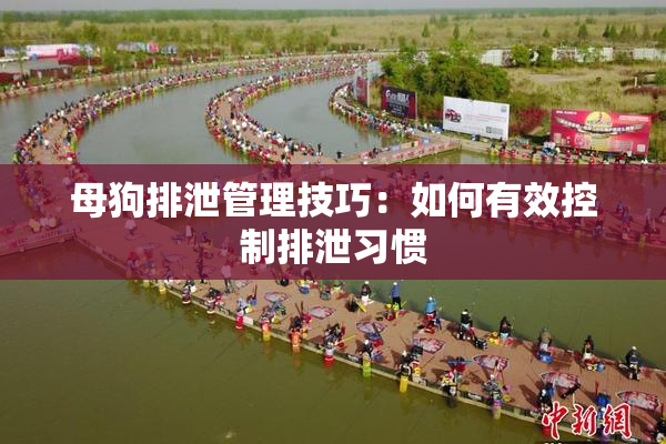 母狗排泄管理技巧：如何有效控制排泄习惯