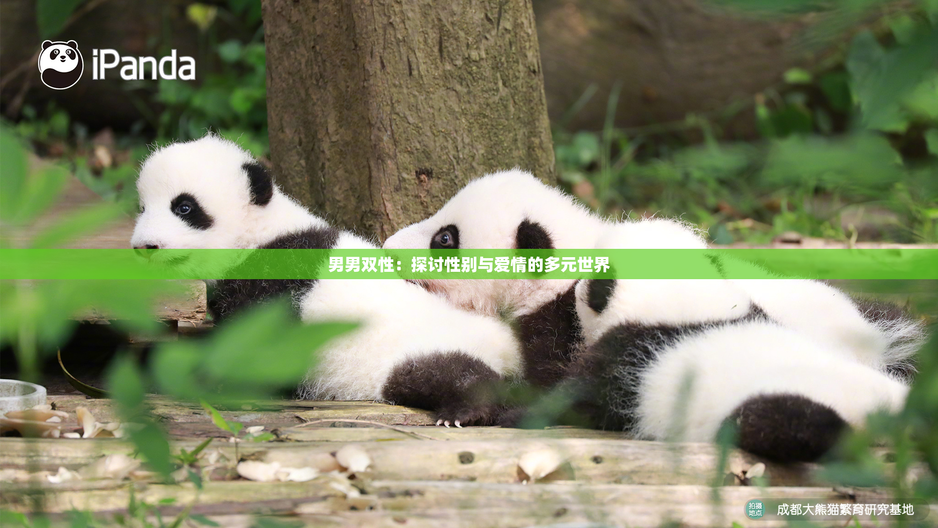 男男双性：探讨性别与爱情的多元世界
