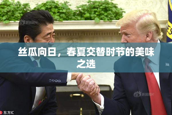 丝瓜向日，春夏交替时节的美味之选