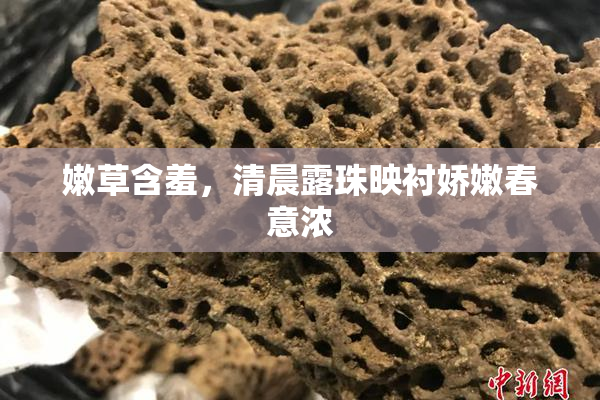 嫩草含羞，清晨露珠映衬娇嫩春意浓