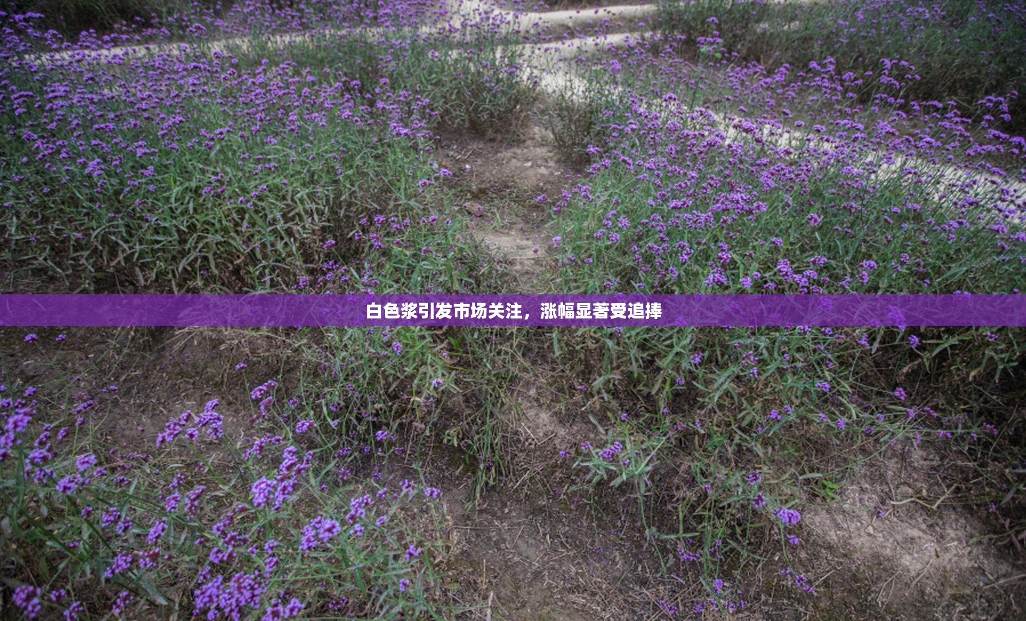 白色浆引发市场关注，涨幅显著受追捧