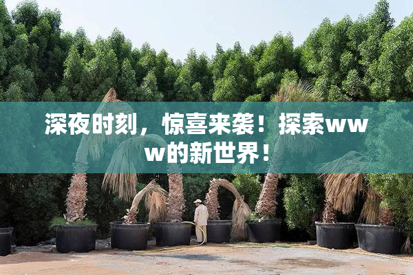 深夜时刻，惊喜来袭！探索www的新世界！