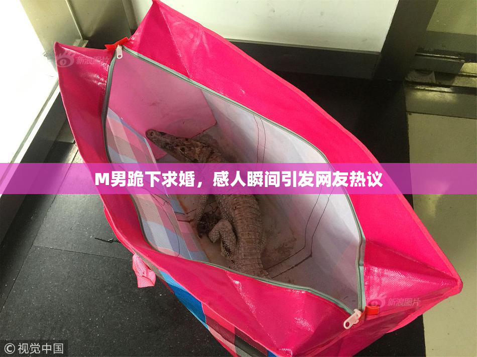 M男跪下求婚，感人瞬间引发网友热议