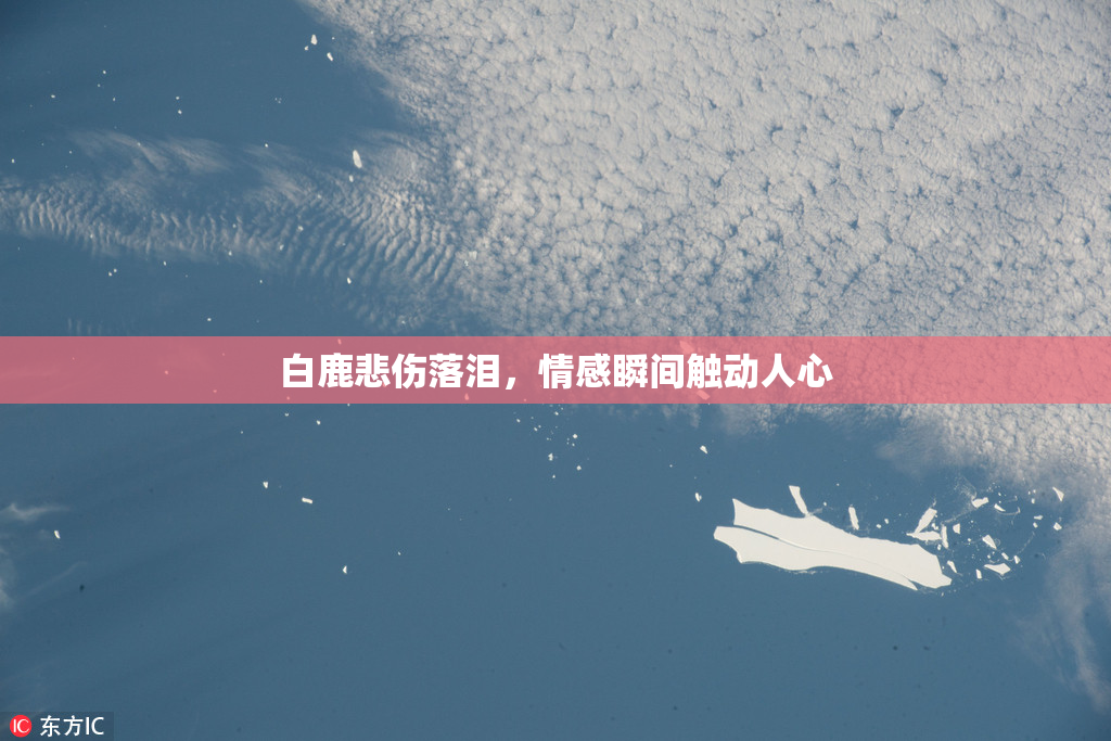 白鹿悲伤落泪，情感瞬间触动人心