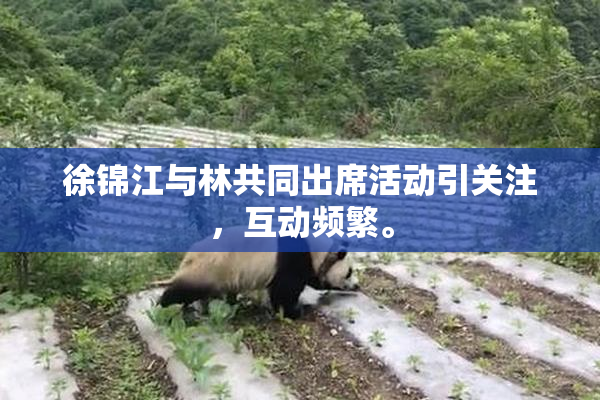 徐锦江与林共同出席活动引关注，互动频繁。
