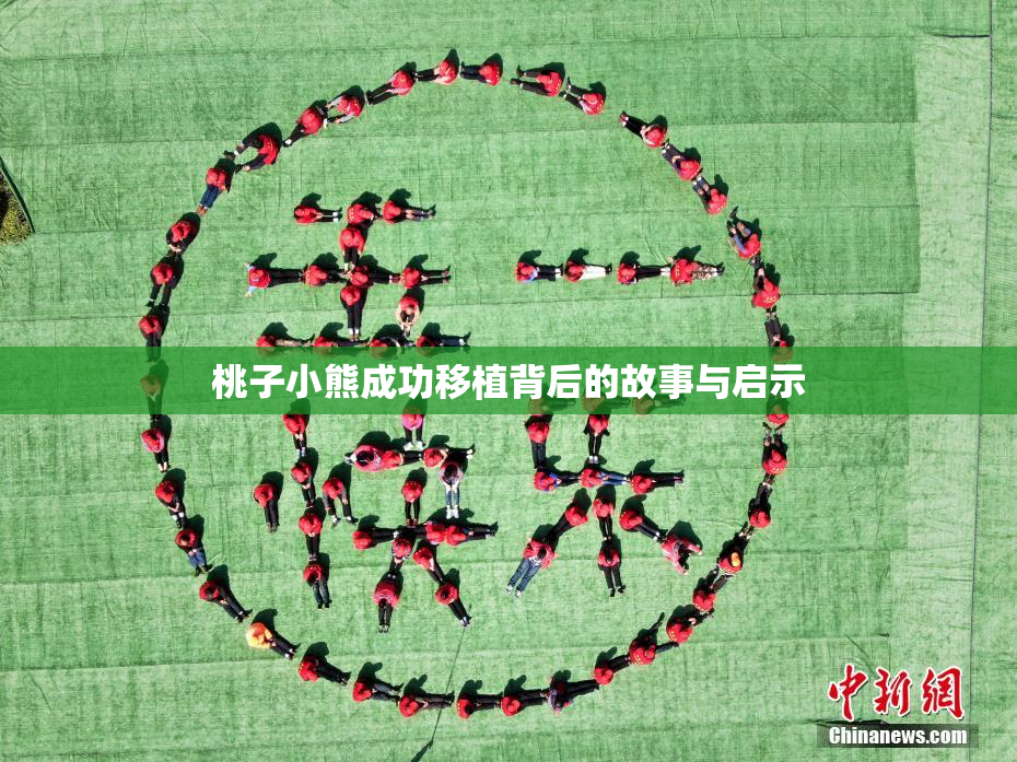 桃子小熊成功移植背后的故事与启示