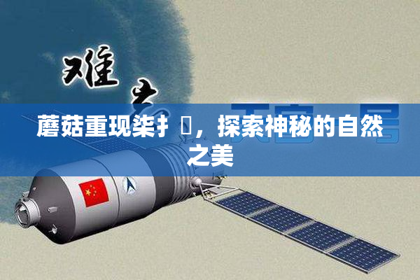 蘑菇重现柒扌畐，探索神秘的自然之美
