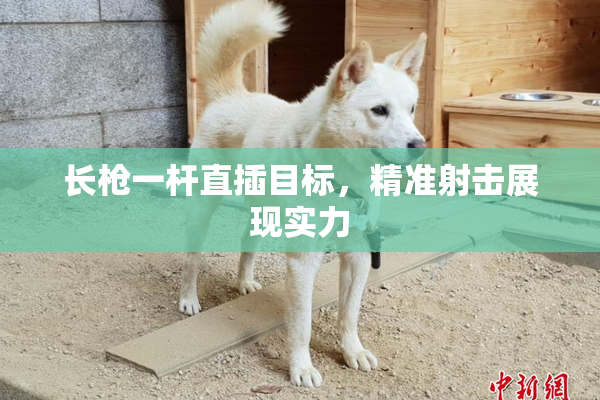 长枪一杆直插目标，精准射击展现实力