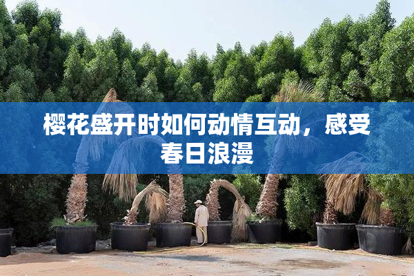 樱花盛开时如何动情互动，感受春日浪漫