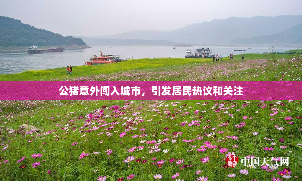 公猪意外闯入城市，引发居民热议和关注