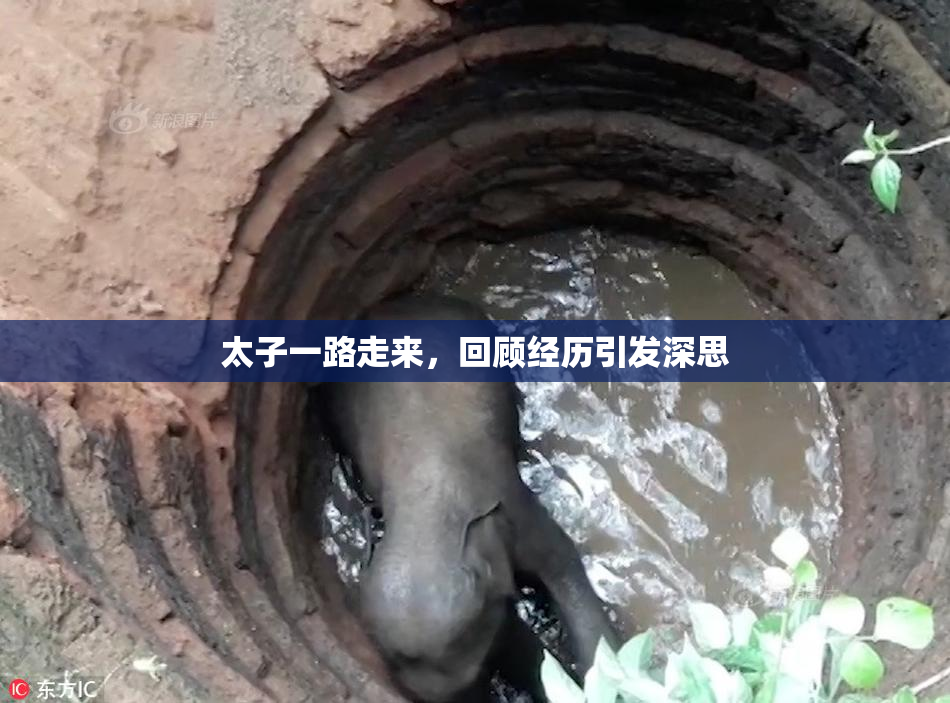 太子一路走来，回顾经历引发深思