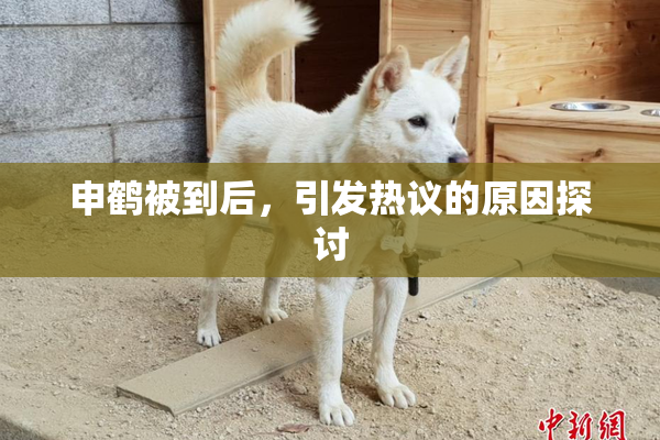 申鹤被到后，引发热议的原因探讨