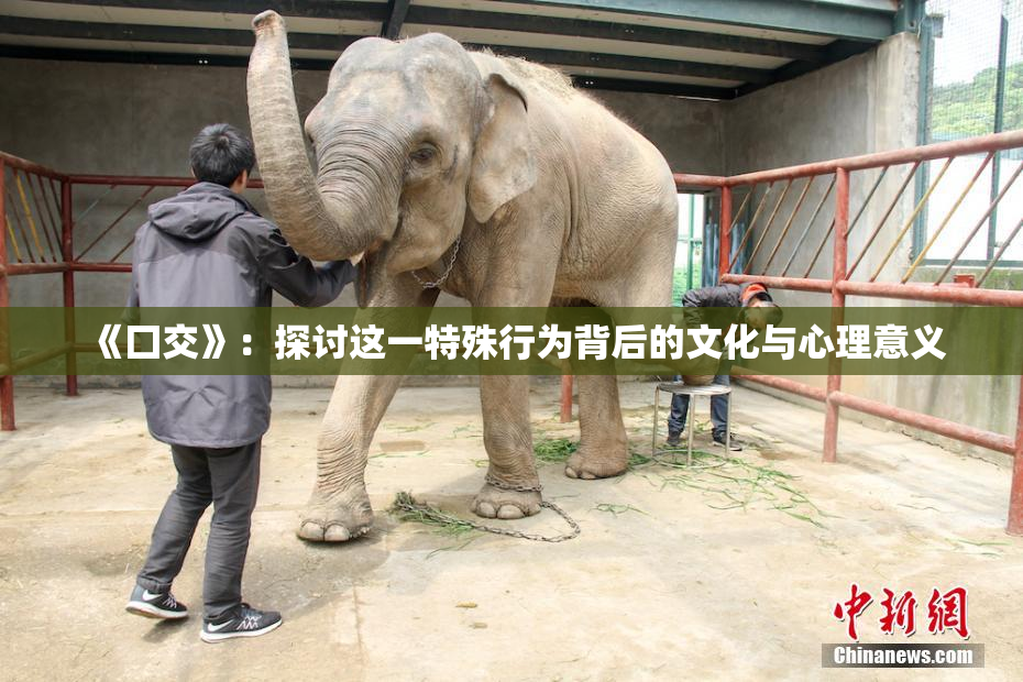 《囗交》：探讨这一特殊行为背后的文化与心理意义