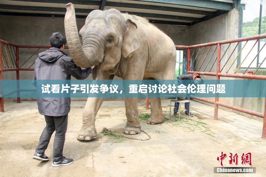 试看片子引发争议，重启讨论社会伦理问题