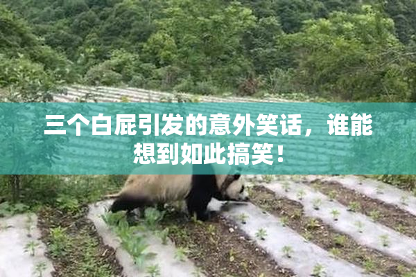 三个白屁引发的意外笑话，谁能想到如此搞笑！