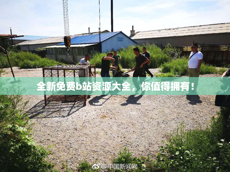 全新免费b站资源大全，你值得拥有！