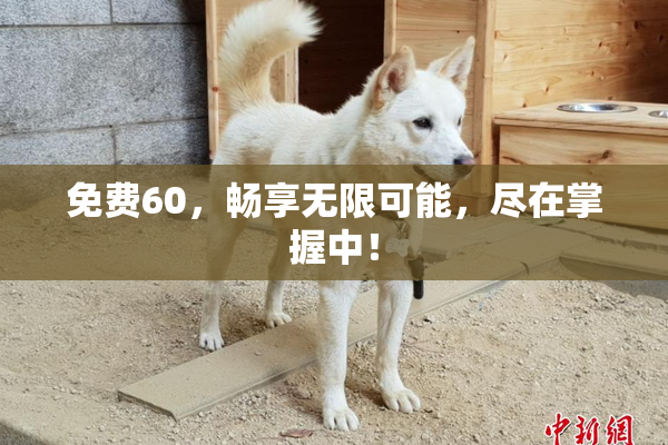 免费60，畅享无限可能，尽在掌握中！