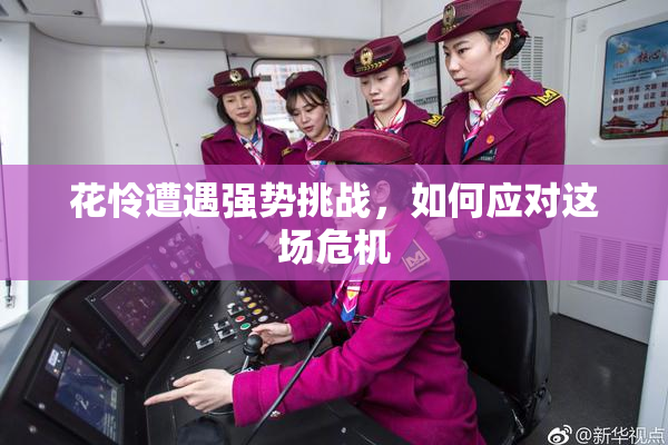 花怜遭遇强势挑战，如何应对这场危机