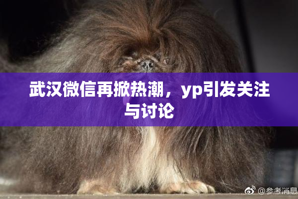 武汉微信再掀热潮，yp引发关注与讨论