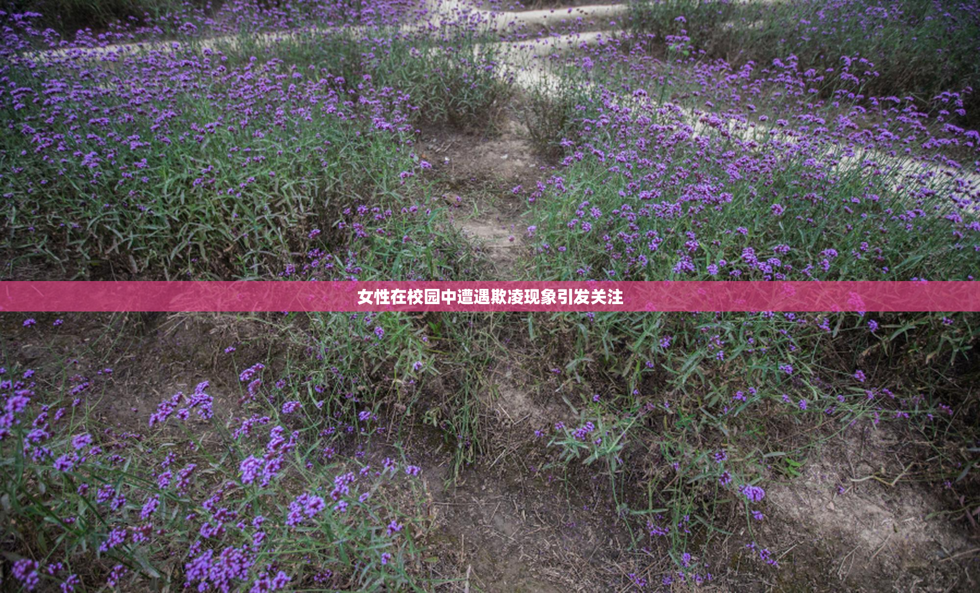 女性在校园中遭遇欺凌现象引发关注