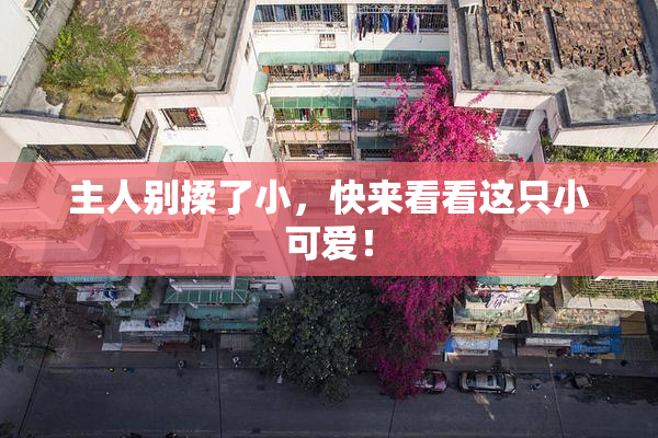 主人别揉了小，快来看看这只小可爱！