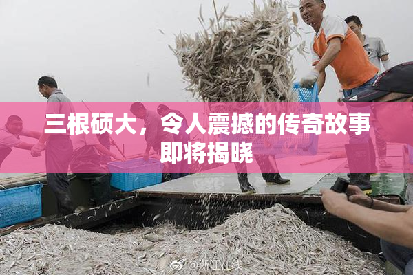 三根硕大，令人震撼的传奇故事即将揭晓