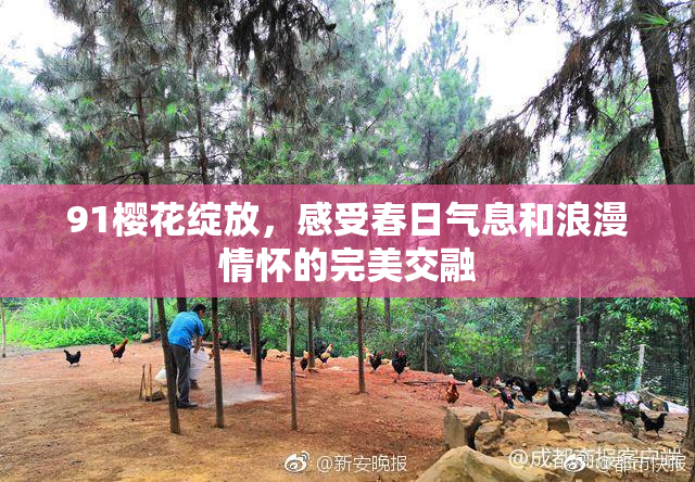 91樱花绽放，感受春日气息和浪漫情怀的完美交融