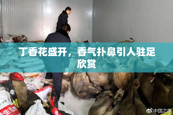 丁香花盛开，香气扑鼻引人驻足欣赏