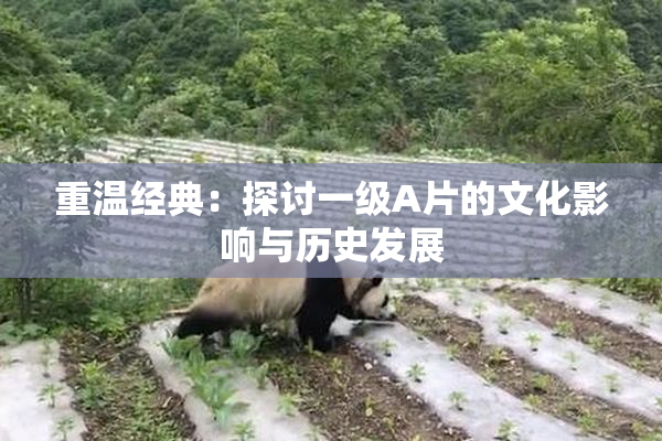 重温经典：探讨一级A片的文化影响与历史发展