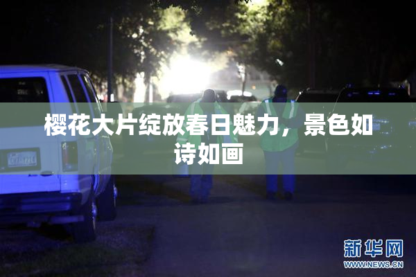 樱花大片绽放春日魅力，景色如诗如画