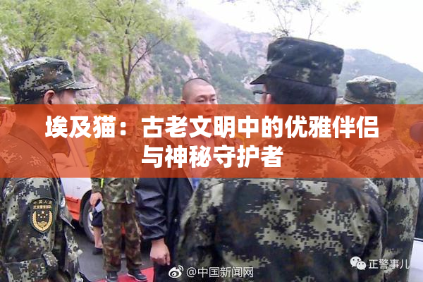 埃及猫：古老文明中的优雅伴侣与神秘守护者