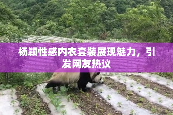 杨颖性感内衣套装展现魅力，引发网友热议