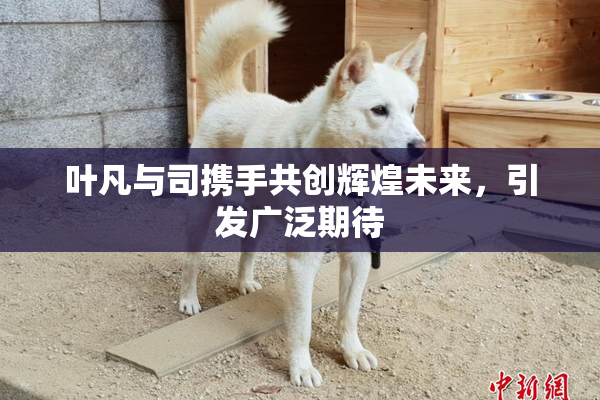 叶凡与司携手共创辉煌未来，引发广泛期待