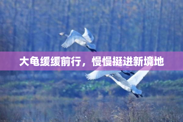 大龟缓缓前行，慢慢挺进新境地