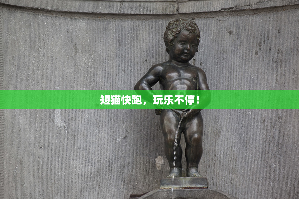 短猫快跑，玩乐不停！