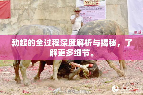 勃起的全过程深度解析与揭秘，了解更多细节。